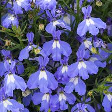 Attēlu rezultāti vaicājumam “Lobelia erinus”