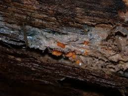 Attēlu rezultāti vaicājumam “Badhamia utricularis spores”