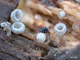 Attēlu rezultāti vaicājumam “Ophiostoma polyporicola”