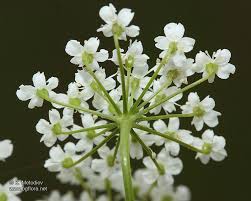 Attēlu rezultāti vaicājumam “Pimpinella saxifraga flower”
