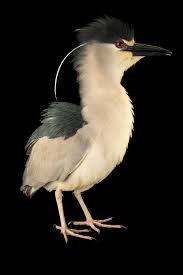 Image result for Nycticorax nycticorax