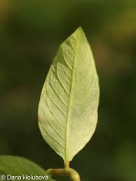Attēlu rezultāti vaicājumam “Persicaria lapathifolia leaf”