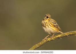 Attēlu rezultāti vaicājumam “Anthus trivialis adult”