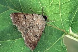 Attēlu rezultāti vaicājumam “Lygephila viciae”