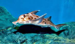 Image result for Callorhinchus capensis