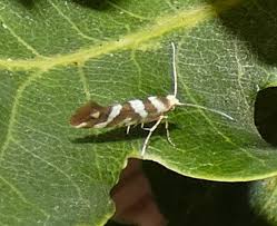 Attēlu rezultāti vaicājumam “Argyresthia goedartella”