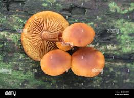 Attēlu rezultāti vaicājumam “Gymnopilus picreus”