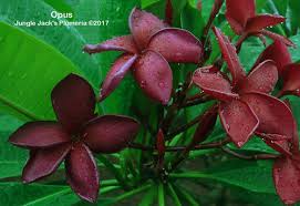 Attēlu rezultāti vaicājumam “Populus x jackii flower”