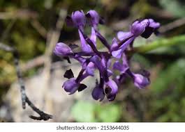 Attēlu rezultāti vaicājumam “Orchis morio”