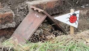 Image result for ladybug house