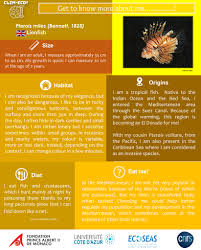 Image result for Pterois miles