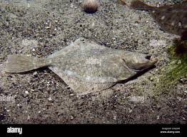 Image result for Platichthys flesus