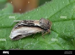 Attēlu rezultāti vaicājumam “Pheosia tremula”