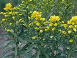 Attēlu rezultāti vaicājumam “Oligonema flavidum”