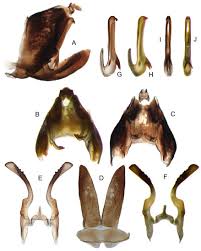 Attēlu rezultāti vaicājumam “Planaphrodes sp.”