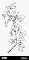 Attēlu rezultāti vaicājumam “Ribes alpinum leaf”