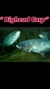 Image result for Cyprinus multitaeniatus