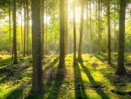 Image result for лес,