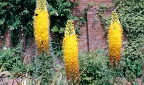 Image result for Steppenkerze