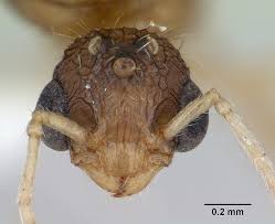 Attēlu rezultāti vaicājumam “Bilimbia tetramera”