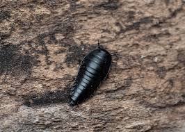 Attēlu rezultāti vaicājumam “Silpha obscura larva”