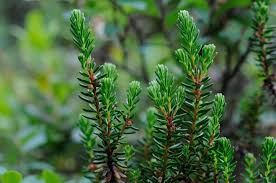 Attēlu rezultāti vaicājumam “Empetrum nigrum”