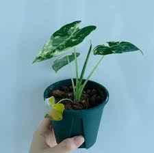 Attēlu rezultāti vaicājumam “Pseudotaxiphyllum elegans”