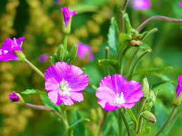 Image result for Weidenröschen