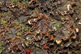 Attēlu rezultāti vaicājumam “Peltigera praetextata”