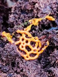 Attēlu rezultāti vaicājumam “Ophiostoma polyporicola”