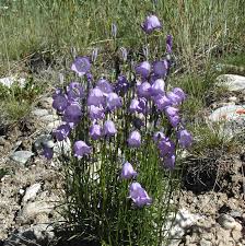 Attēlu rezultāti vaicājumam “Campanula rotundifolia leaf”