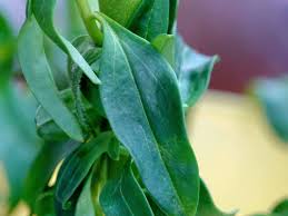 Attēlu rezultāti vaicājumam “Antirrhinum majus leaf”