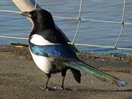 Attēlu rezultāti vaicājumam “Corvidae”