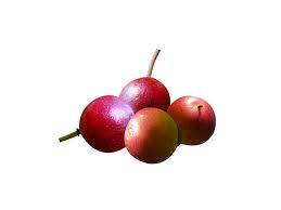 Attēlu rezultāti vaicājumam “Frangula alnus fruit”