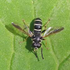 Attēlu rezultāti vaicājumam “Syrphidae”