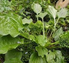 Attēlu rezultāti vaicājumam “Plantago uniflora leaf”