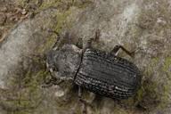 Attēlu rezultāti vaicājumam “Bolitophagus reticulatus imago”