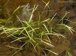 Attēlu rezultāti vaicājumam “Sparganium minimum leaf”