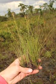 Attēlu rezultāti vaicājumam “Blasia pusilla sporophyte”