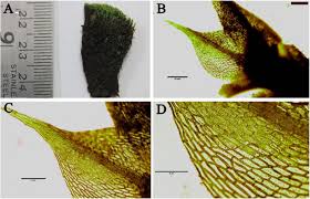 Attēlu rezultāti vaicājumam “Bryum pallescens”