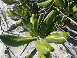 Attēlu rezultāti vaicājumam “Scardia boletella exuvia”