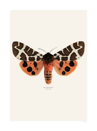 Attēlu rezultāti vaicājumam “Arctia caja”