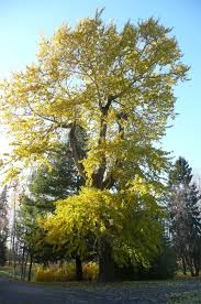 Attēlu rezultāti vaicājumam “Populus laurifolia”