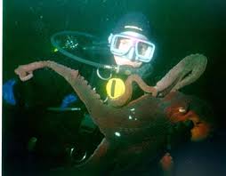 Image result for Enteroctopus dofleini