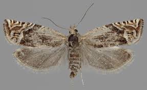 Attēlu rezultāti vaicājumam “Eucosma aspidiscana”