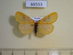 Attēlu rezultāti vaicājumam “Setina irrorella”