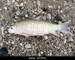 Image result for Ictiobus bubalus