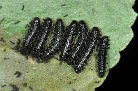 Attēlu rezultāti vaicājumam “Agelastica alni”