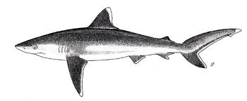 Image result for Carcharhinus albimarginatus