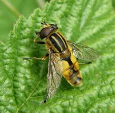 Attēlu rezultāti vaicājumam “Helophilus hybridus male”